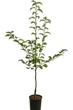 Nashi-Birne 'Nijiseiki'
