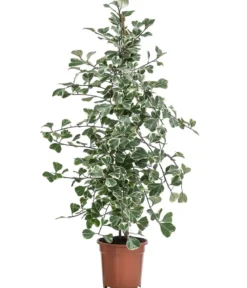 Natalfeige - Ficus triangularis variegata