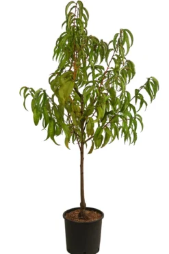 Nektarine 'Fantasia'