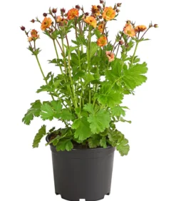 Nelkenwurz 'Mai Tai'