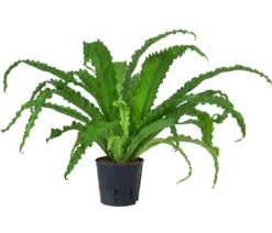 Nestfarn - Asplenium antiquum 'Osaka', Hydrokultur