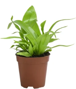 Nestfarn - Asplenium antiquum