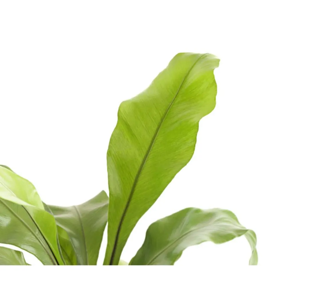 Nestfarn - Asplenium nidus