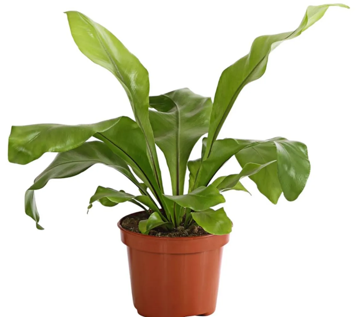 Nestfarn - Asplenium nidus