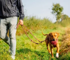 Nobby Hundegeschirr Sporty