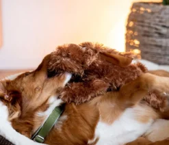 Nobby Hundespielzeug Plüschhund Schlapi