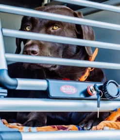 Nobby Hundetransportbox Round Corner