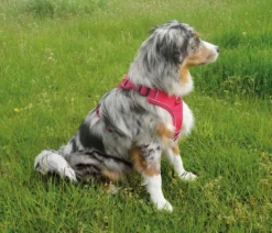 Nobby Komfort-Hundegeschirr Mailo