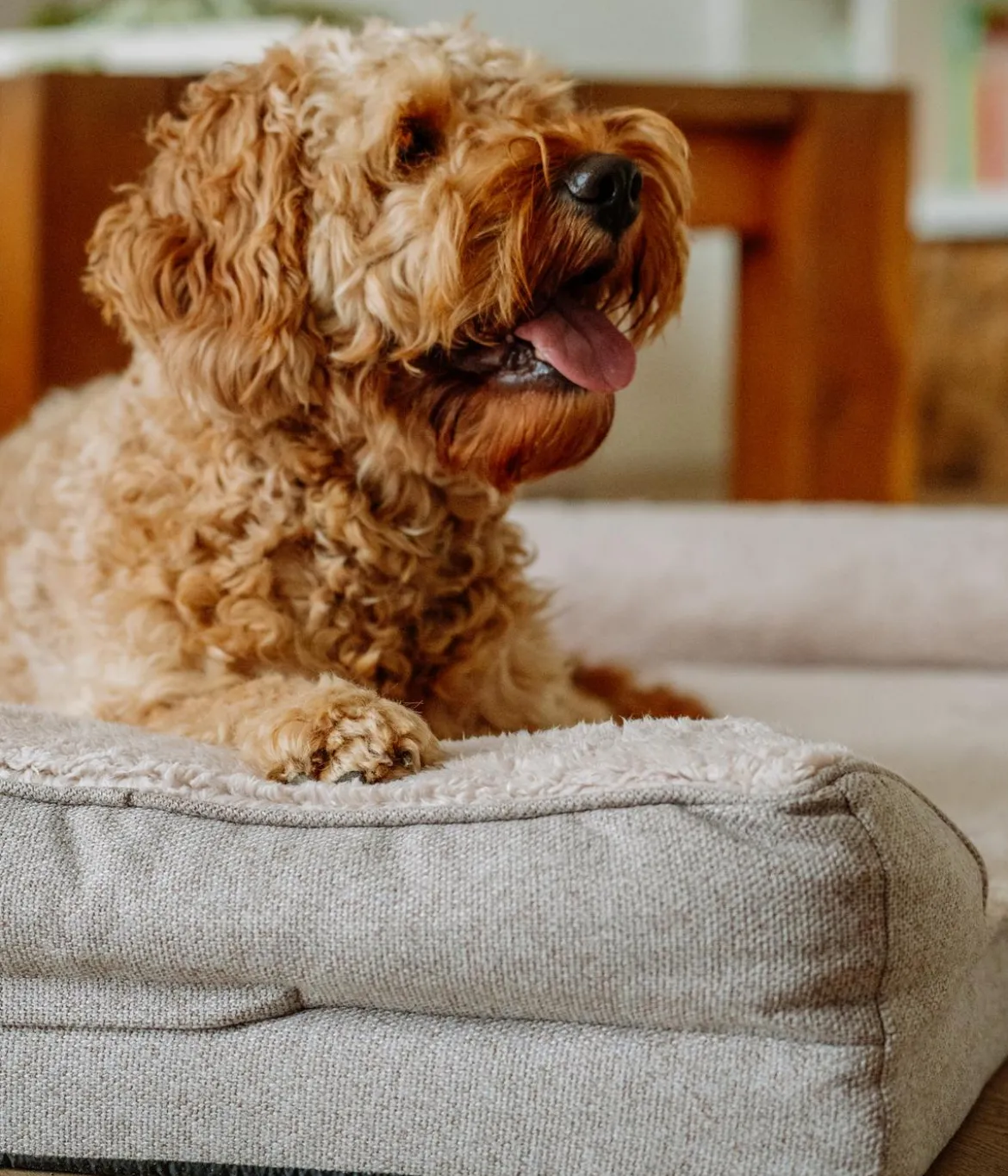 Nobby Orthopädisches Komfortsofa Calbu, rechteckig, beige, ca. B120/H20/T80 cm