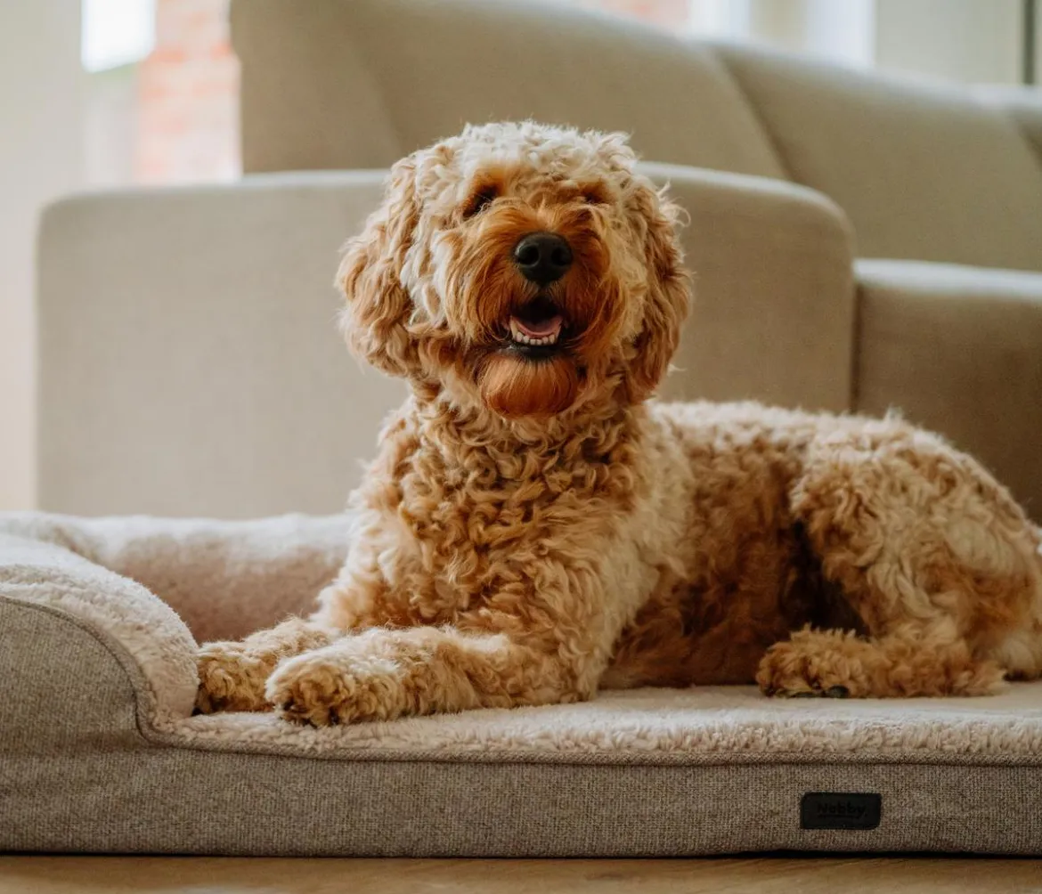Nobby Orthopädisches Komfortsofa Calbu, rechteckig, beige, ca. B120/H20/T80 cm