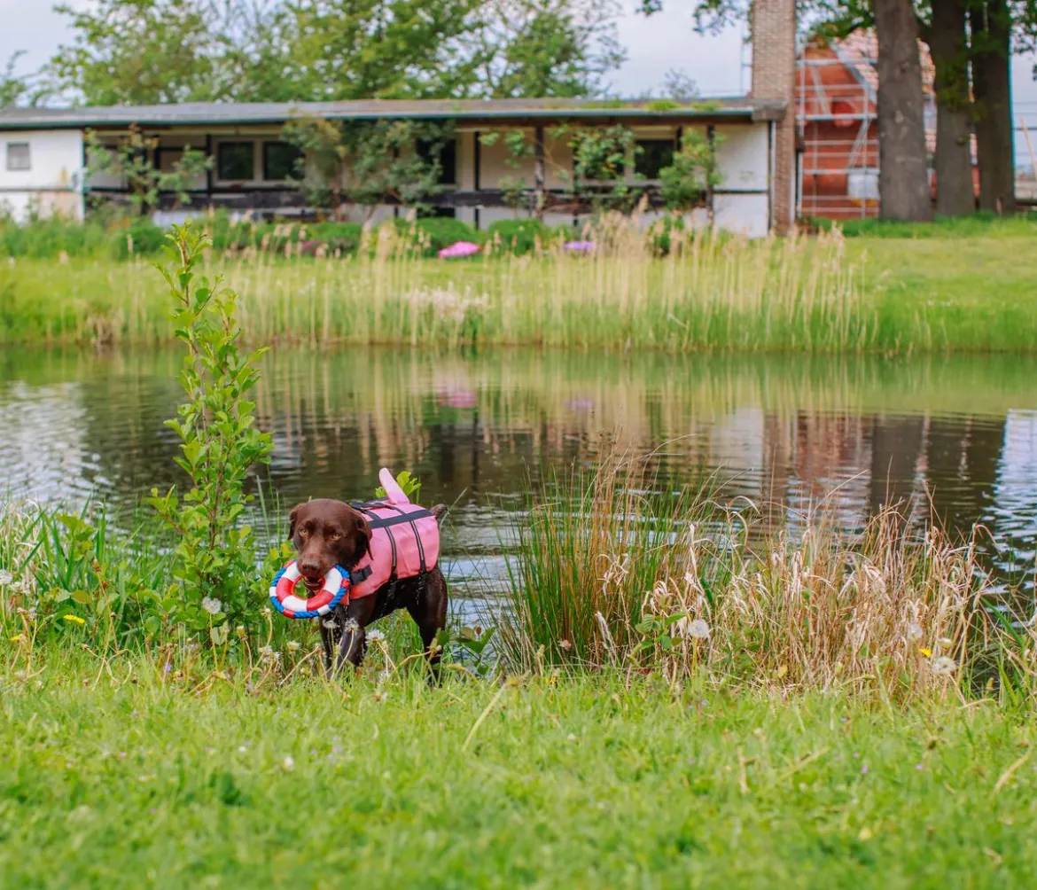 Nobby Schwimmhilfe für Hunde Sharki, pink