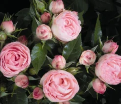 Noblesse® Spray-Rose 'Lovely Rokoko®'