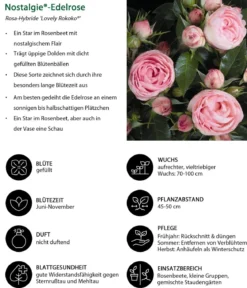 Noblesse® Spray-Rose 'Lovely Rokoko®'