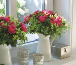 Noblesse® Spray-Rose 'Magic Rokoko®'