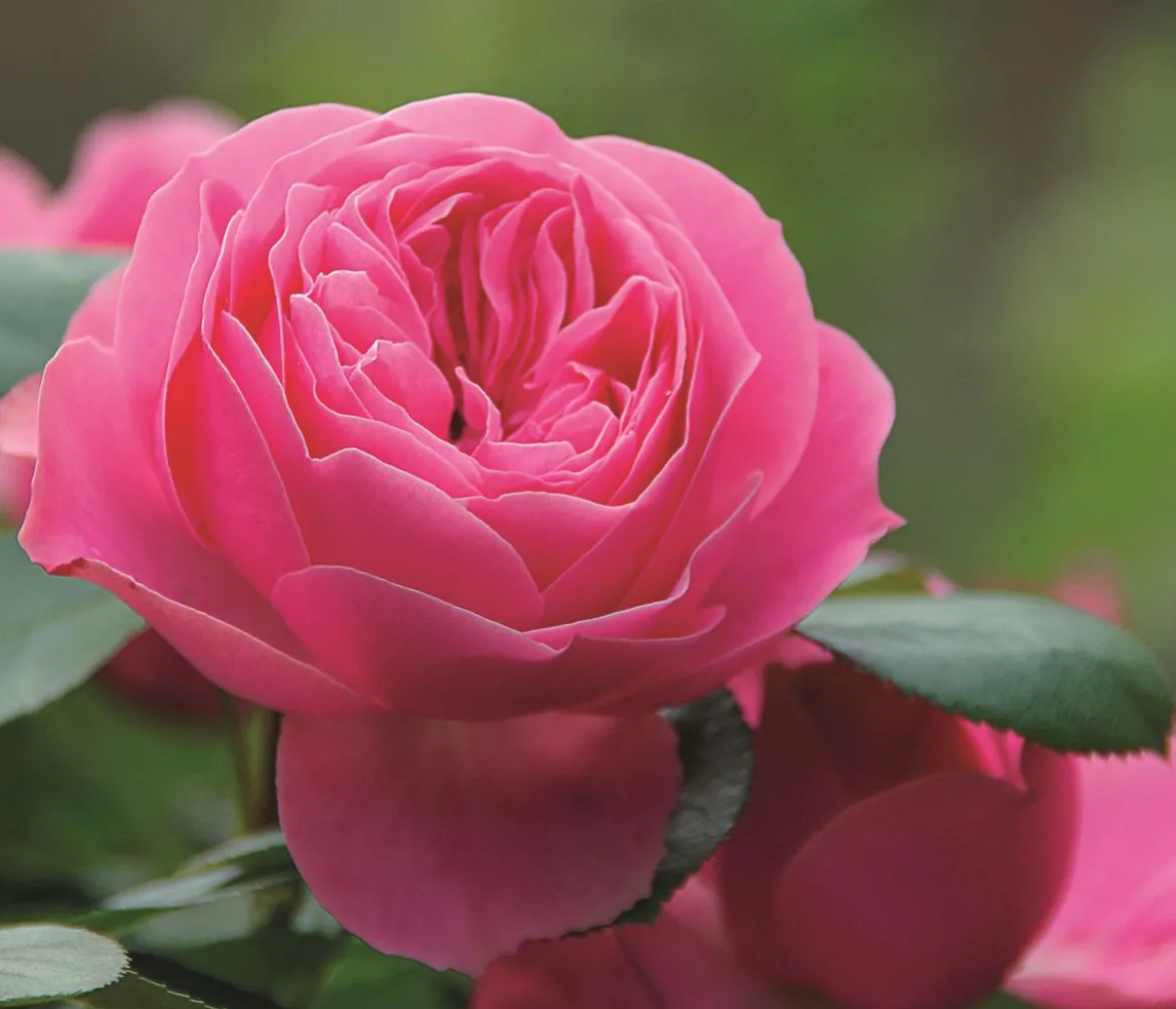 Noblesse® Spray-Rose 'Playful Rokoko®'