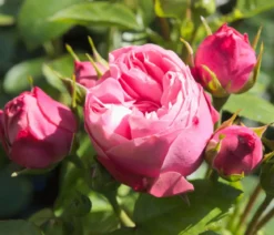 Noblesse® Spray-Rose 'Playful Rokoko®'