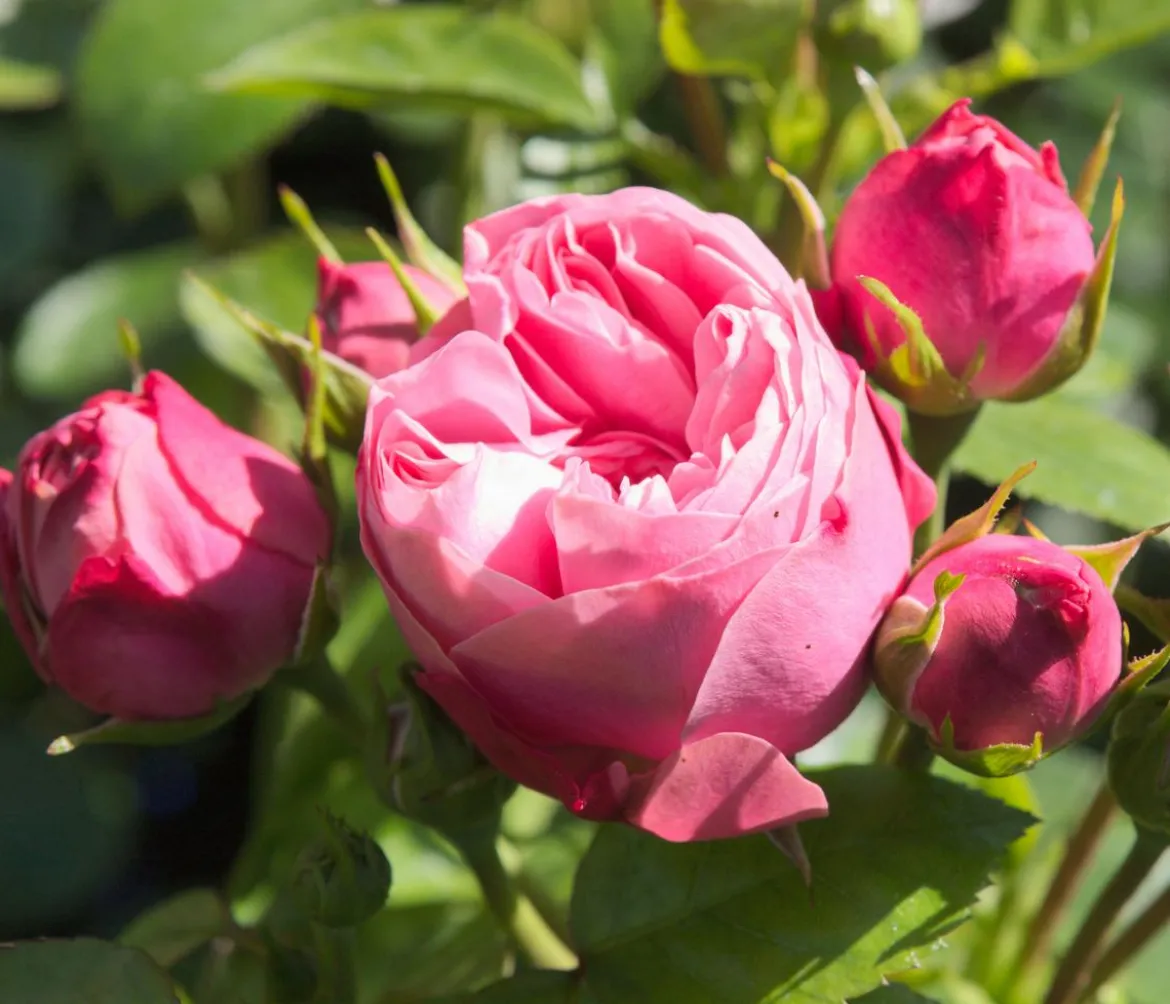 Noblesse® Spray-Rose 'Playful Rokoko®'