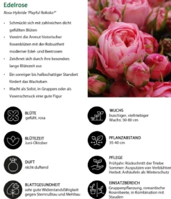 Noblesse® Spray-Rose 'Playful Rokoko®'