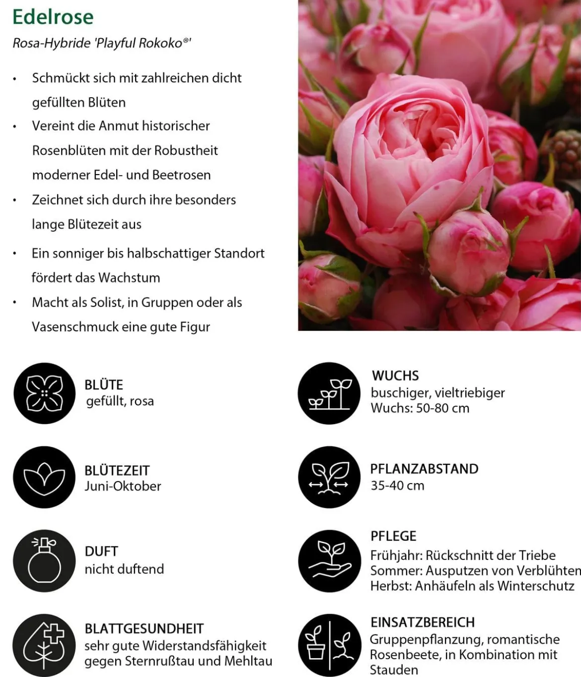 Noblesse® Spray-Rose 'Playful Rokoko®'