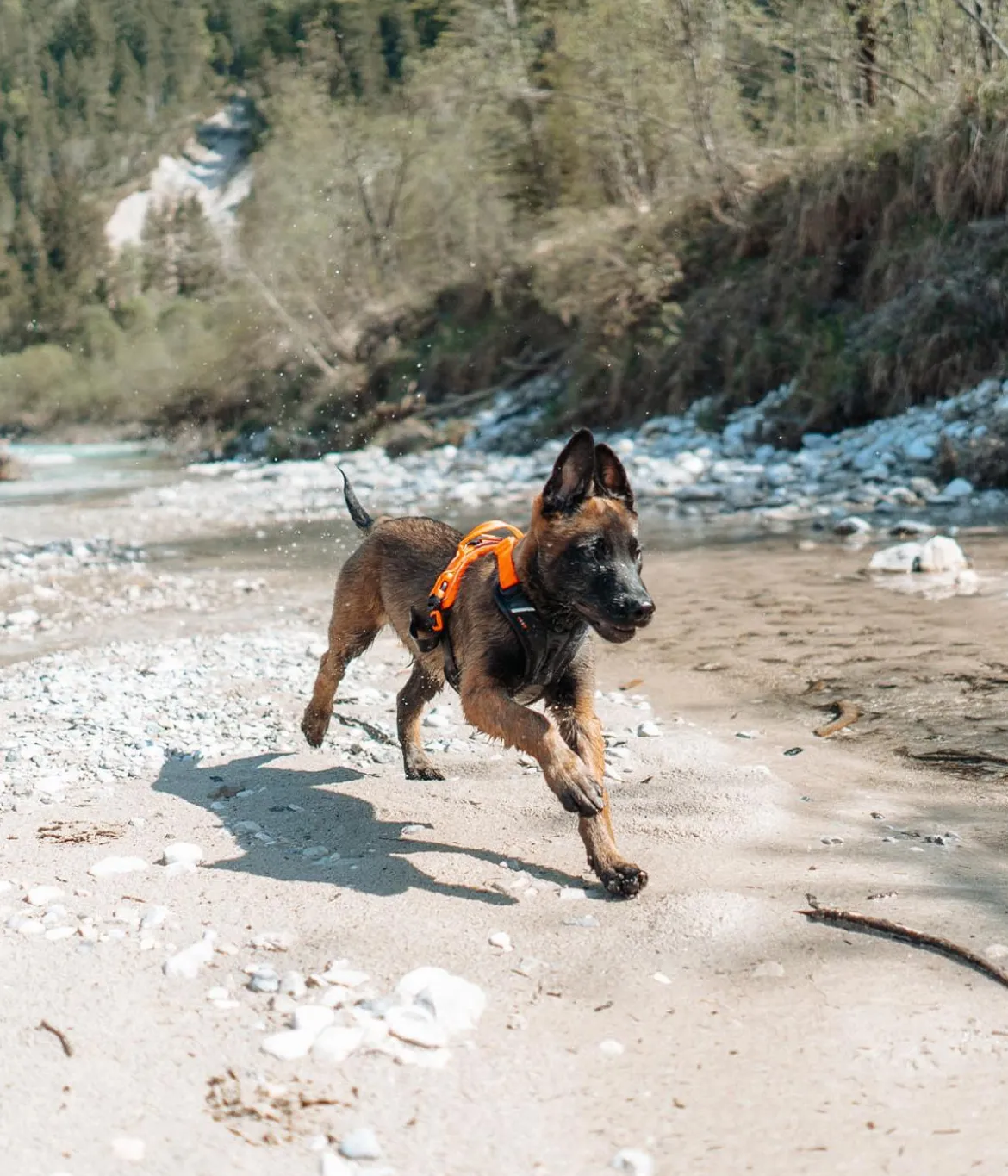 Non-stop dogwear Hundegeschirr Ramble harness, schwarz/orange