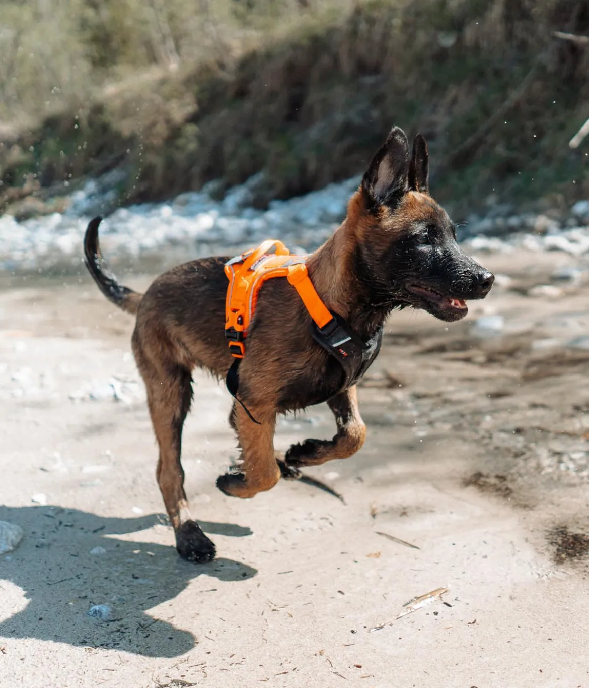 Non-stop dogwear Hundegeschirr Ramble harness, schwarz/orange