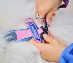 Non-stop dogwear Hundegeschirr Line Harness 5.0 Rachel Pohl Signature Edition, purple/pink