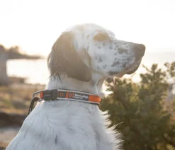 Non-stop dogwear Hundehalsband Roam collar, orange
