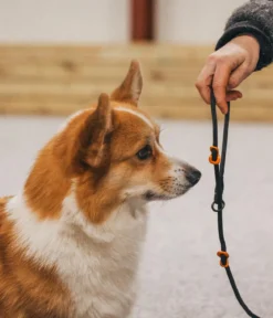 Non-stop dogwear Hundeleine Retriever leash, schwarz, L1,6 m