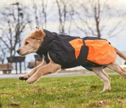 Non-stop dogwear Hunde-Wintermantel Glacier jacket 2.0, schwarz/orange