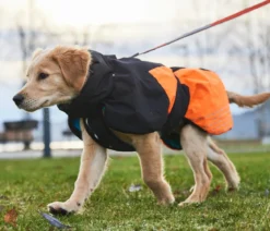 Non-stop dogwear Hunde-Wintermantel Glacier jacket 2.0, schwarz/orange