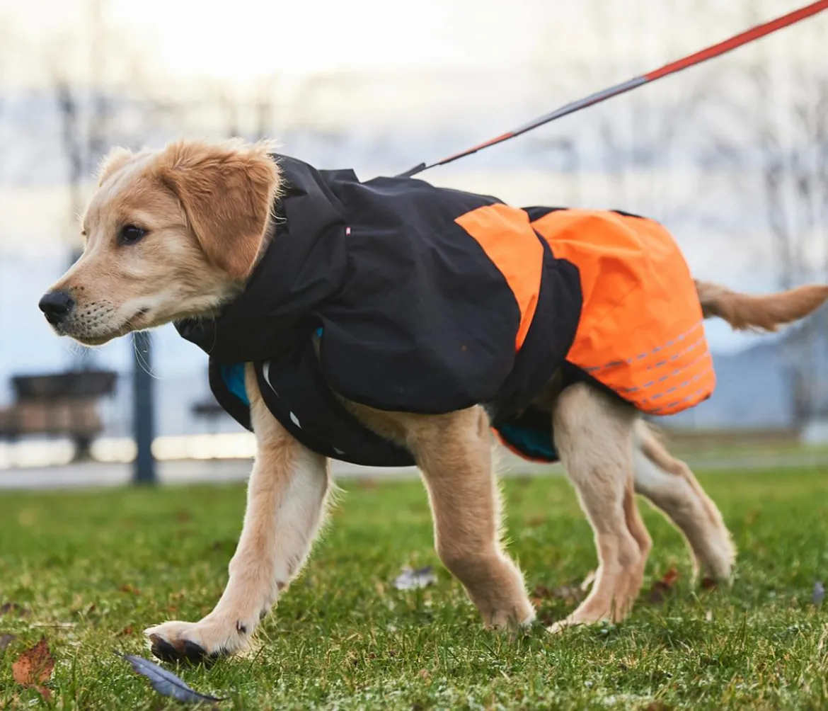 Non-stop dogwear Hunde-Wintermantel Glacier jacket 2.0, schwarz/orange