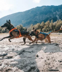 Non-stop dogwear Hunde-Zuggeschirr Freemotion harness 5.0, schwarz/orange