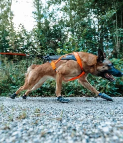 Non-stop dogwear Hunde-Zuggeschirr Freemotion harness 5.0, schwarz/orange