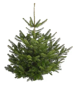 Nordmann-Tanne, ca. 120-175 cm, gesägt