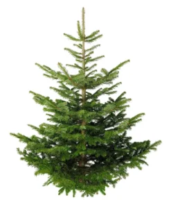 Nordmann-Tanne, ca. 175-200 cm, gesägt