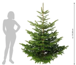 Nordmann-Tanne, ca. 175-200 cm, gesägt