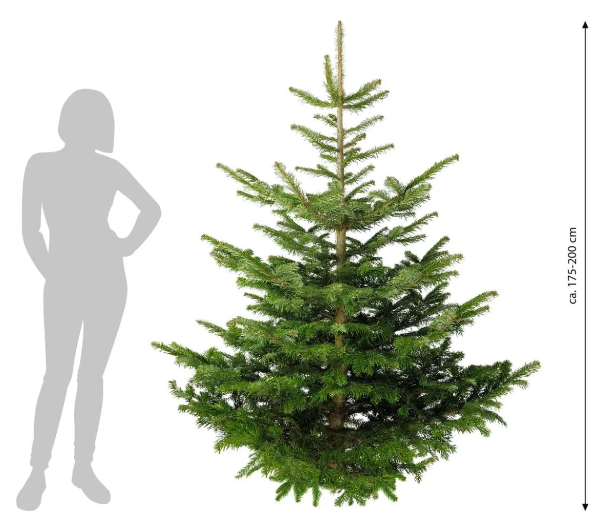 Nordmann-Tanne, ca. 175-200 cm, gesägt