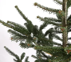 Nordmann-Tanne, ca. 200-250 cm, gesägt