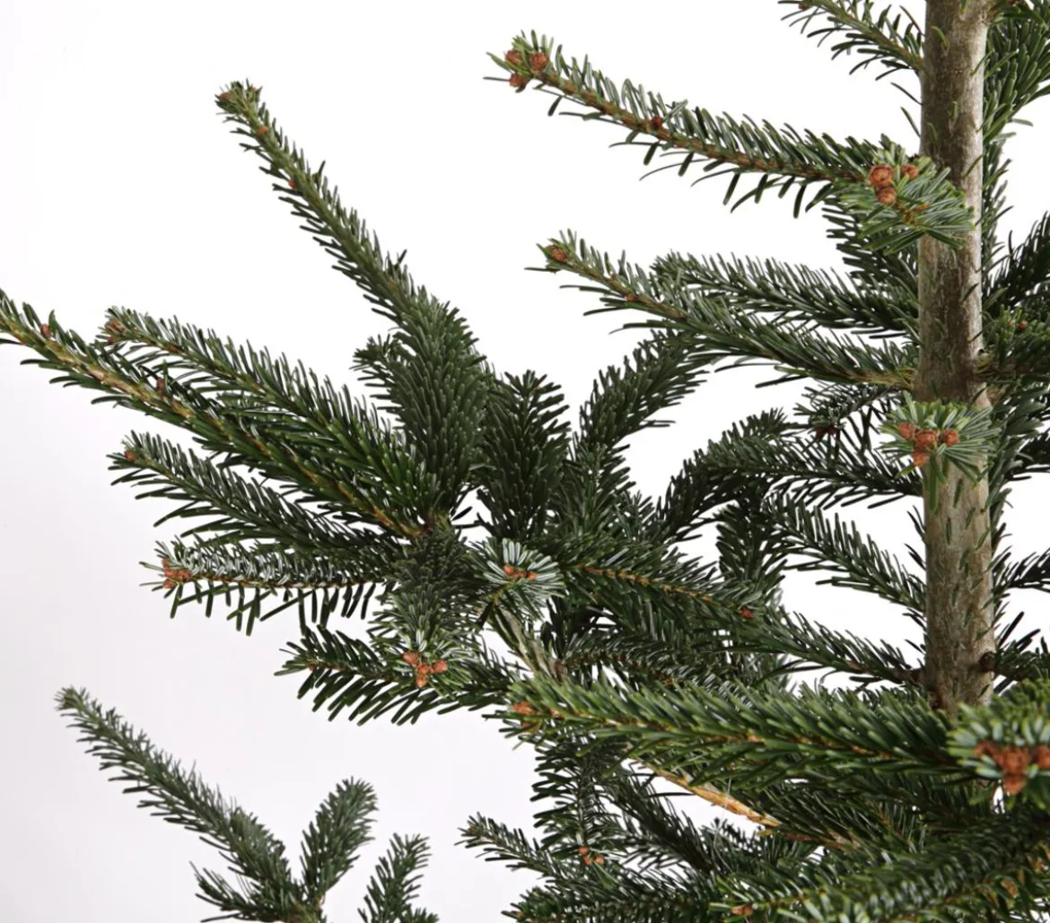 Nordmann-Tanne, ca. 200-250 cm, gesägt
