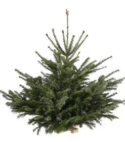 Nordmann-Tanne, ca. 75-100 cm, gesägt, mit Holzkreuzständer
