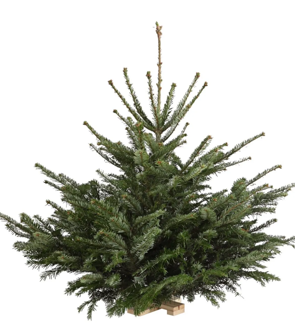 Nordmann-Tanne, ca. 75-100 cm, gesägt, mit Holzkreuzständer