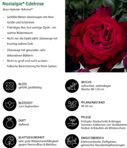 Nostalgie®-Edelrose 'Admiral®'