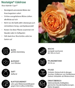 Nostalgie®-Edelrose 'Capri®'