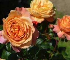 Nostalgie®-Edelrose 'Capri®'