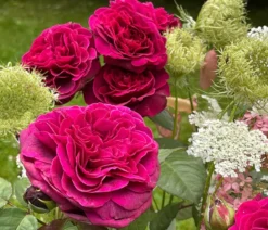 Nostalgie-Edelrose 'Deep Secret'