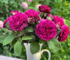 Nostalgie-Edelrose 'Deep Secret'