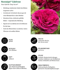 Nostalgie-Edelrose 'Deep Secret'