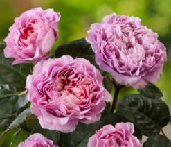 Nostalgie®-Edelrose 'Eisvogel®'