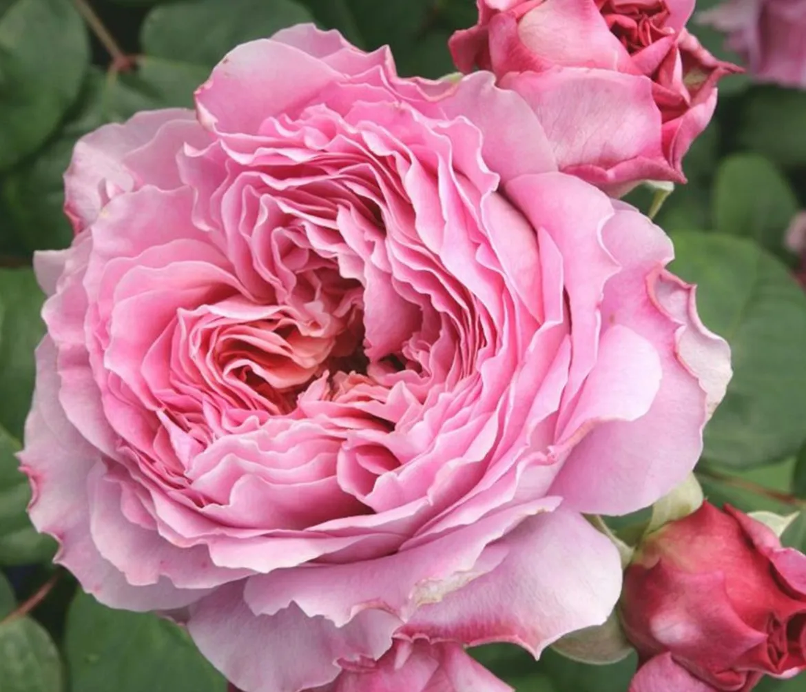 Nostalgie®-Edelrose 'Eisvogel®'