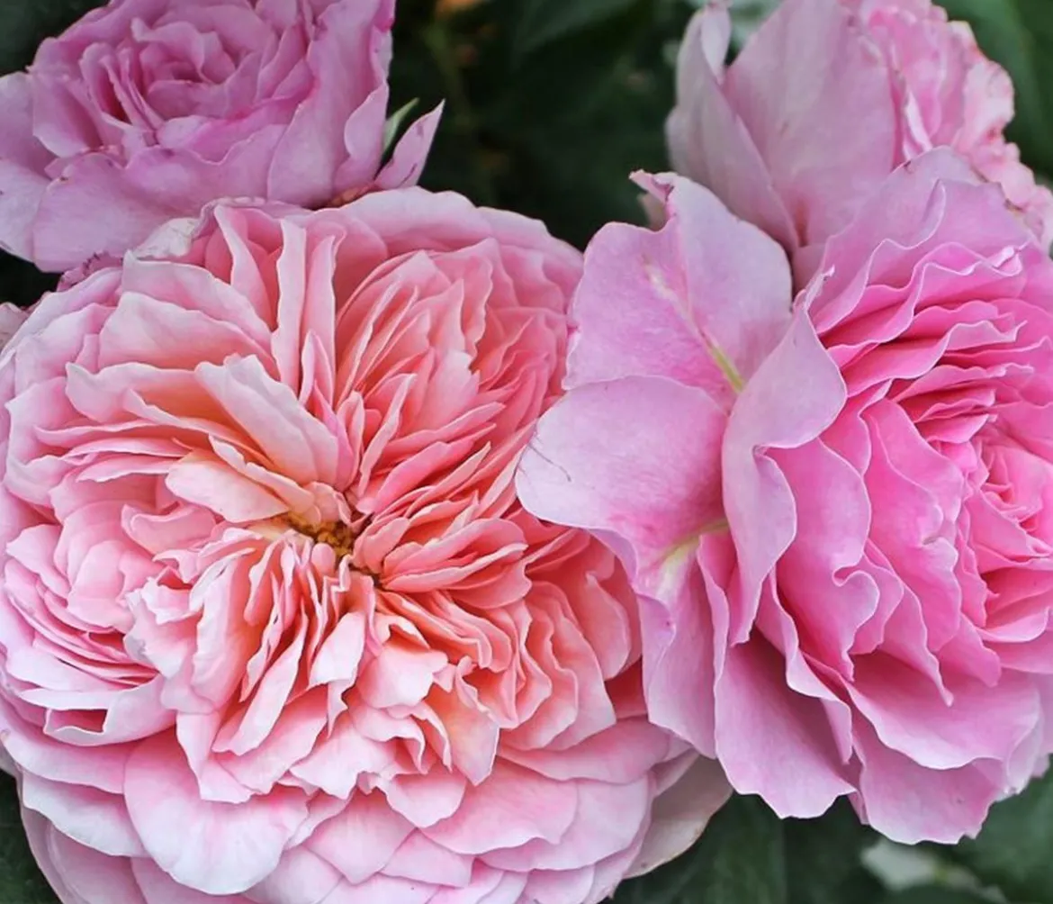 Nostalgie®-Edelrose 'Eisvogel®'